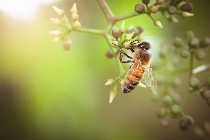 Love Food? Love Bees! - What Are The Threats?