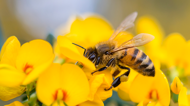 Event image for Australian Pollinator Week