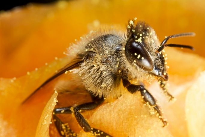 Love Food? Love Bees! - Bees, Pollination and Food