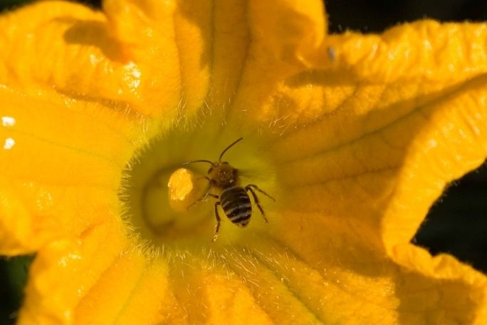 Love Food? Love Bees! - Adaptations - Bee's Knees and Flower Power