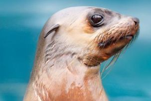 Seal the Loop - Marine food webs