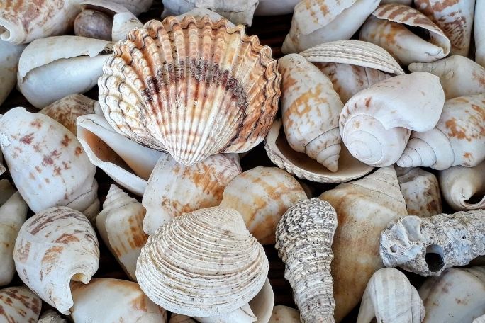 How Does Pollution Affect Sea Shells?