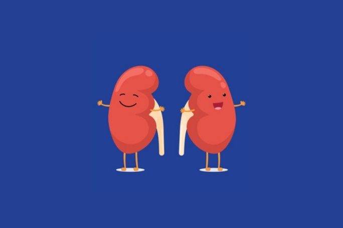 SugarByHalf - What Do Your Kidneys Do?