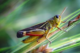 Backyard Bush Blitz - Classification, Ecosystems, and Insects