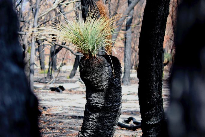 Beyond the Bushfires - Bird's Eye View of Bushfire Recovery