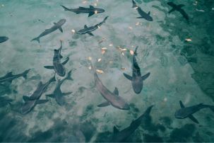 Earth Hour - Debate: Are You For or Against Shark Culling?