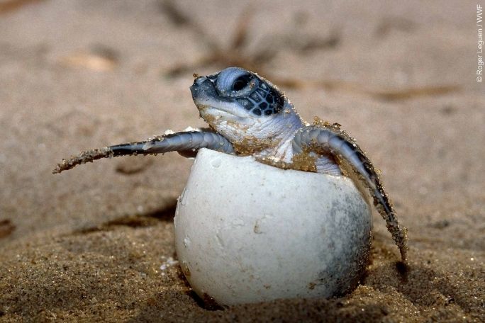 Design a Turtle Nest Protector