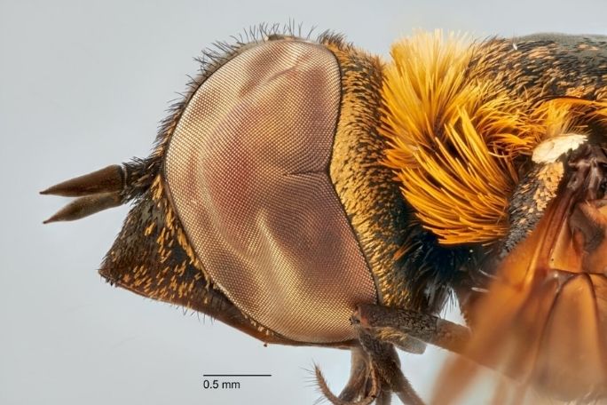 Backyard Bush Blitz - Pollinators And Decomposers