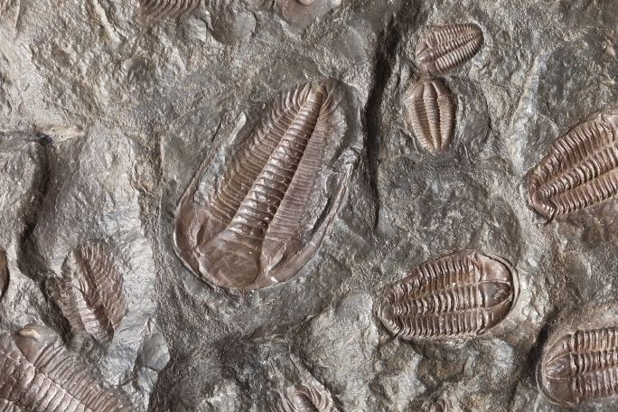 Evolution - How Fossils Support the Theory of Evolution