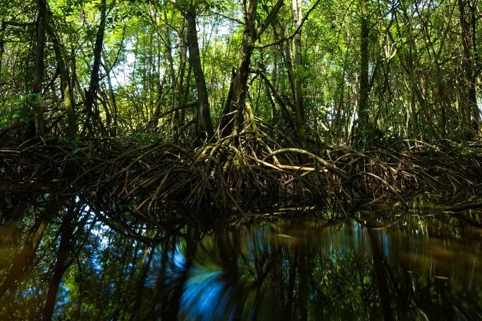 MangroveWatch - A Citizen Science Project
