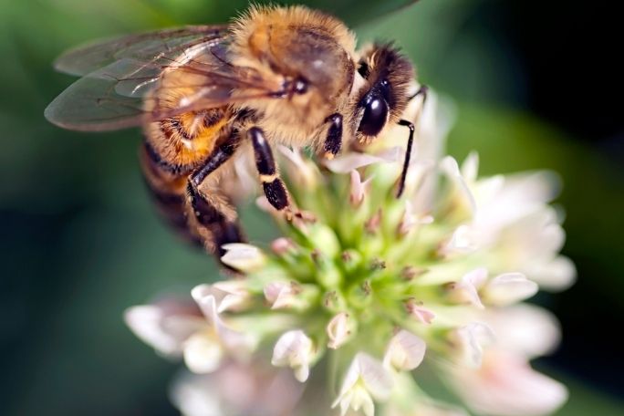 Love Food? Love Bees! - Beeing Mindful