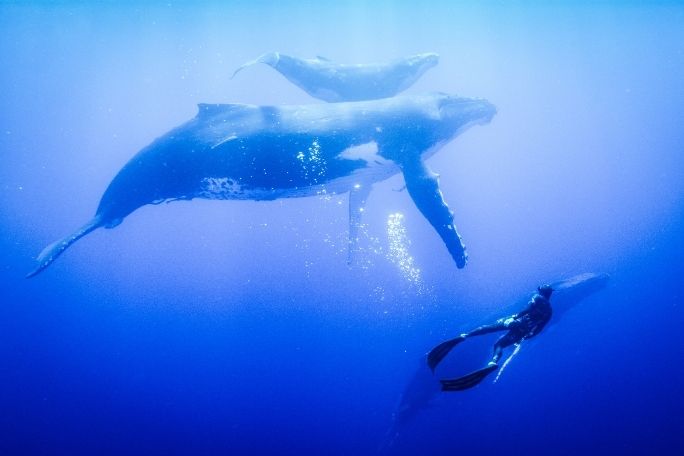 Blue - Ocean Guardians Creating Change