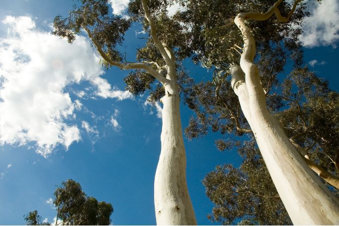 Traipsing Through Trees: Towering Trees