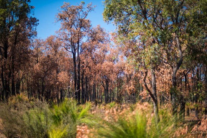 Beyond the Bushfires - Kangaroo Island, Bushfire Hotspot