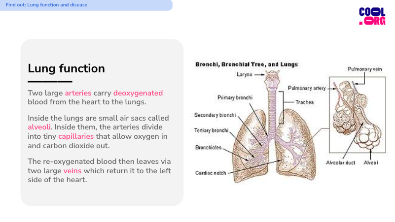 Smoking: The Lungs, Disease and Damage | Cool.org