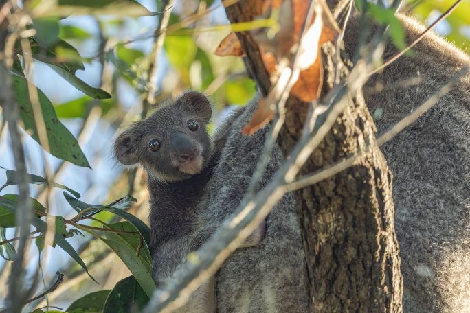 Healthy Koala Habitats