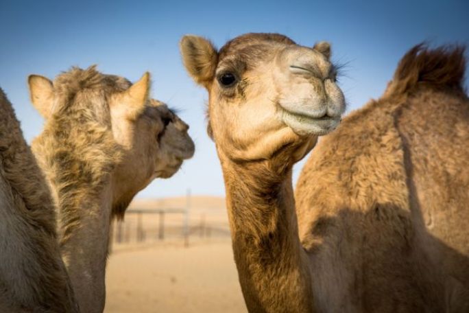Camelids, Farming and Climate Change