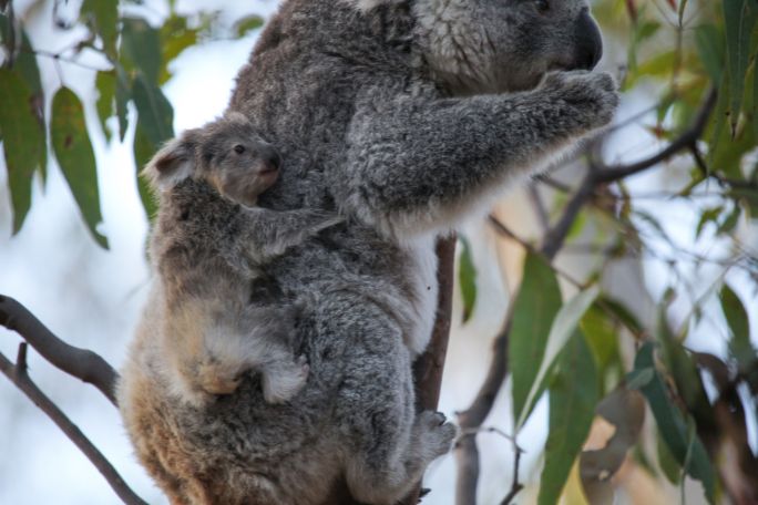Spread the Word: Koalas Need Biodiversity