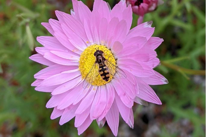 Bug Hunt: Pollinator Perspectives