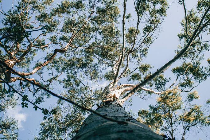 Meaningful Moments: Investigate Your Unique Eucalyptus Trees