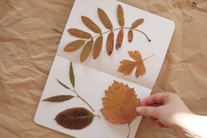 Leaf Rubbing Art (home learning)