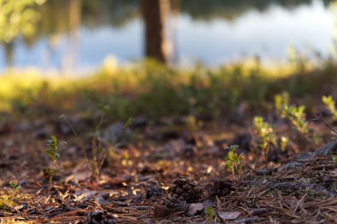 Traipsing Through Trees: Forest Floor Books