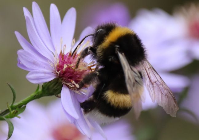 Investigating Threats to Biodiversity