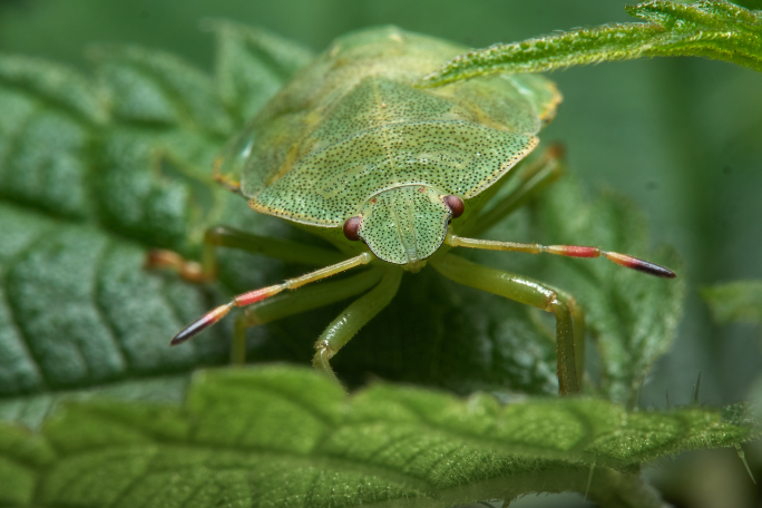 Create a Habitat for Bugs and Slugs