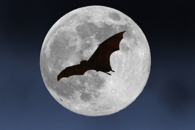 Why Bat Hangs Upside Down