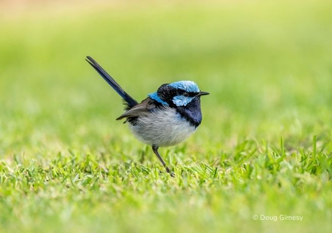 Threats to Biodiversity