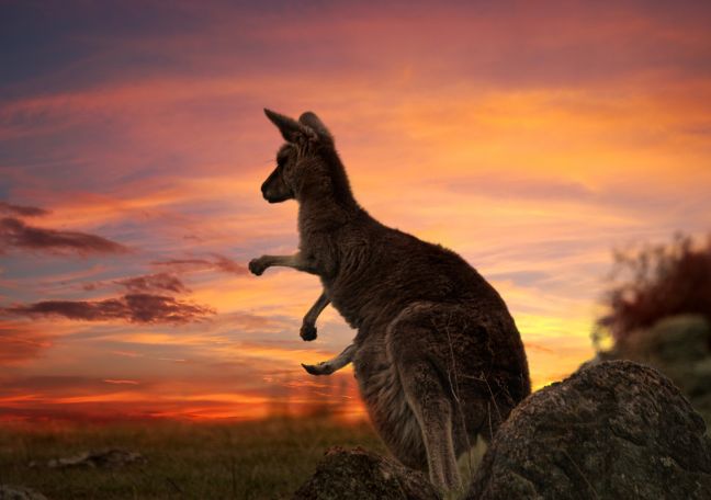 Investigating Local Biodiversity and Threats to Culturally Significant Species