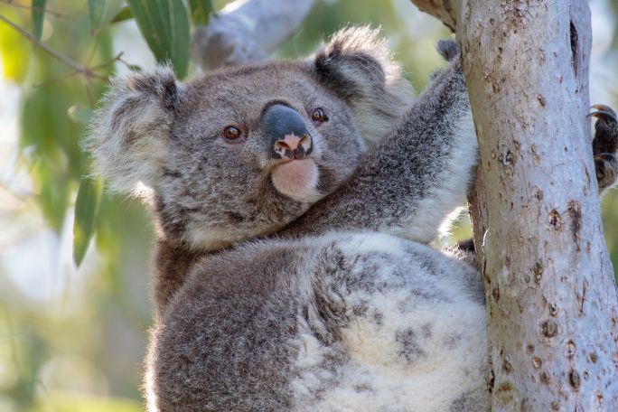 Koalas: Fit for Australia