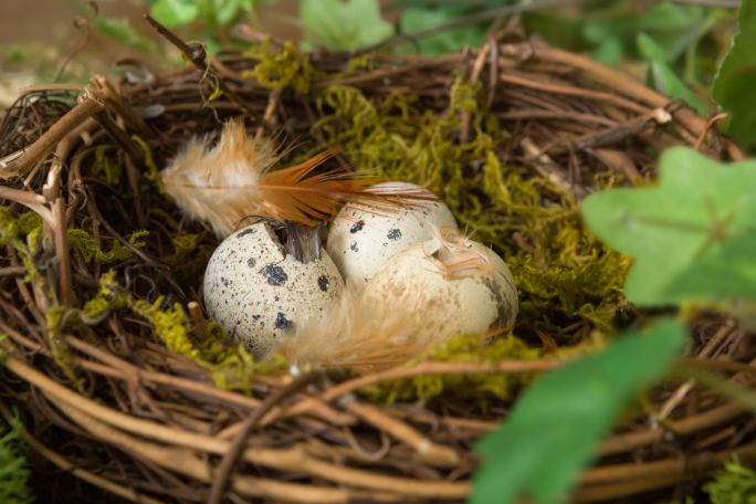 Eggs-citing Eggs: Hatching Time