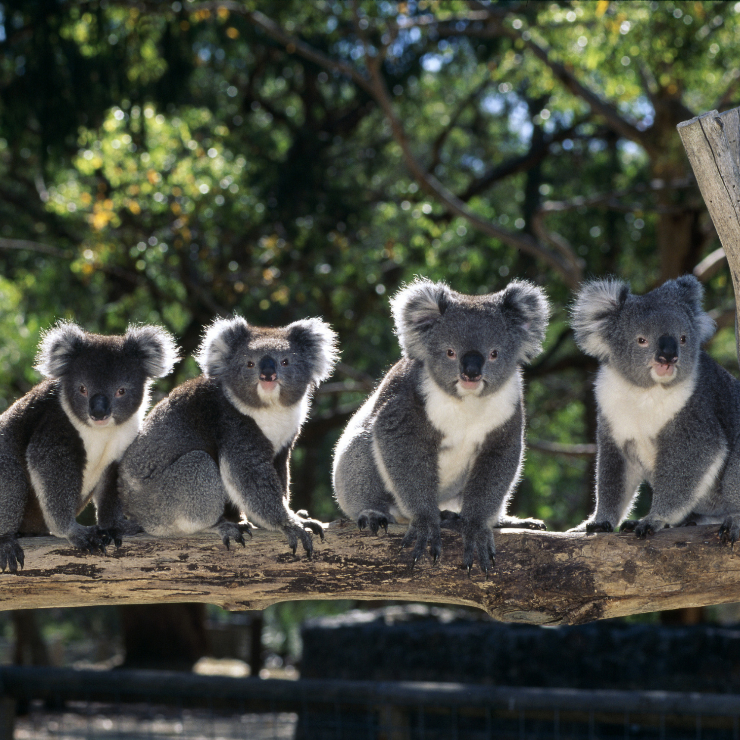 a group of koalas on the same tree branch in an enclosure