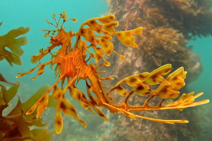 Sensational Seas: Weedy Seadragons