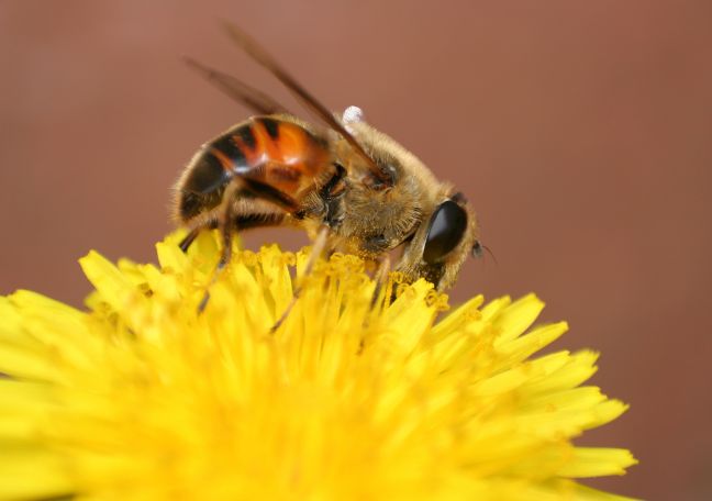 Hive-Five for Native Bees!