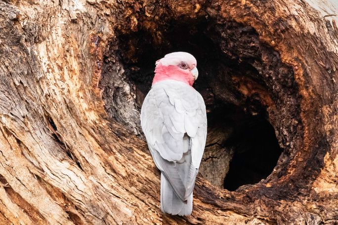 Traipsing Through Trees: Hollow for a Home