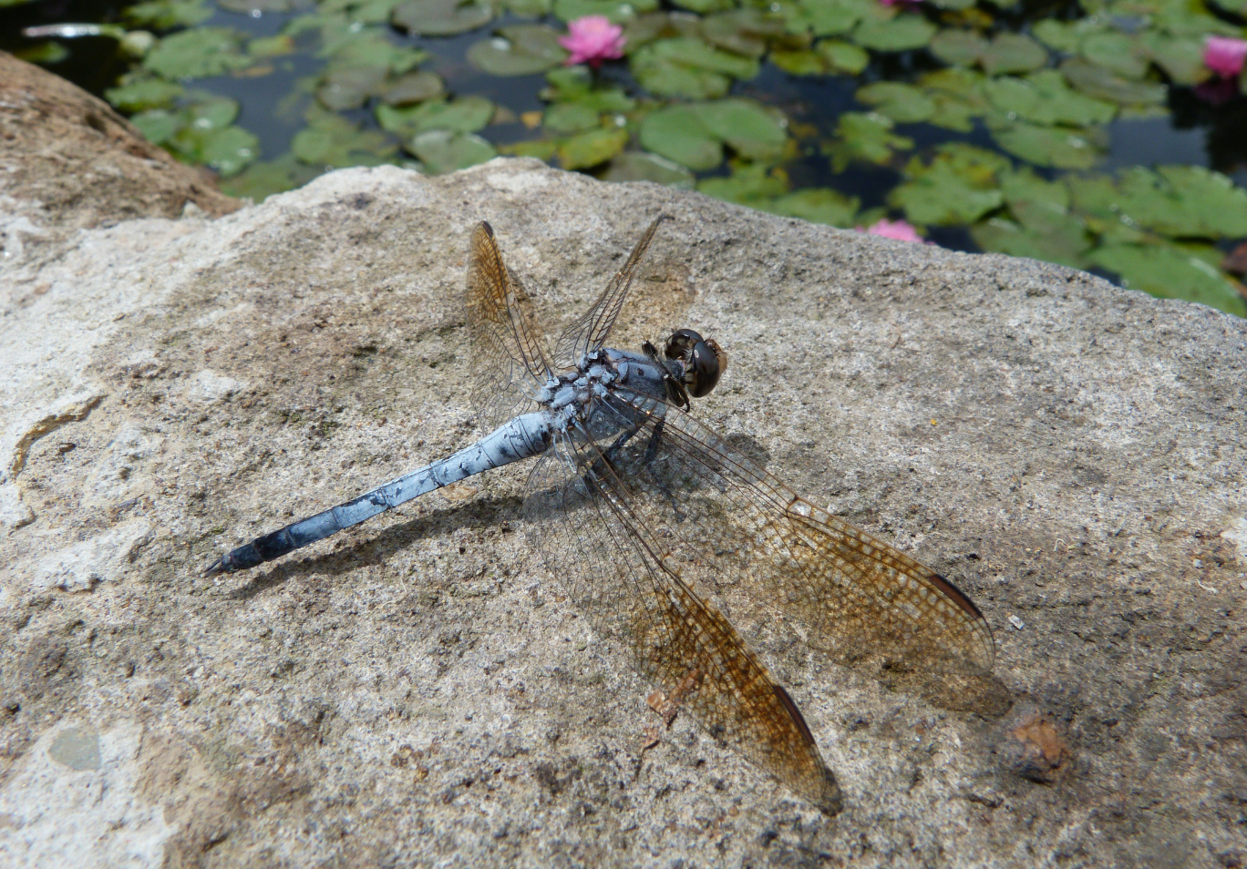 Image of a dragonfly