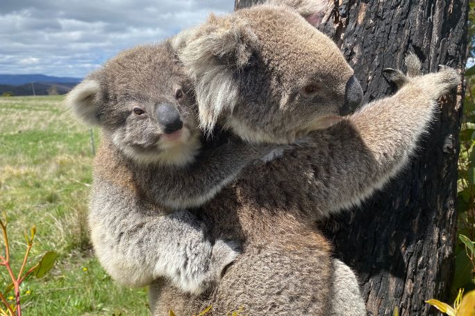 Could Koalas Live Here?