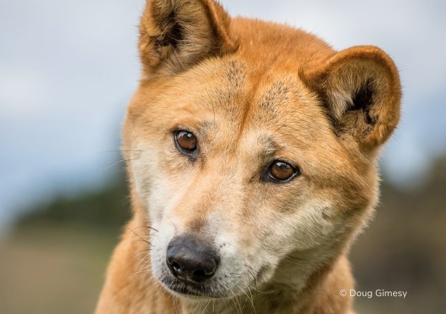 Understanding Culturally Significant Species and Their Ecological Role