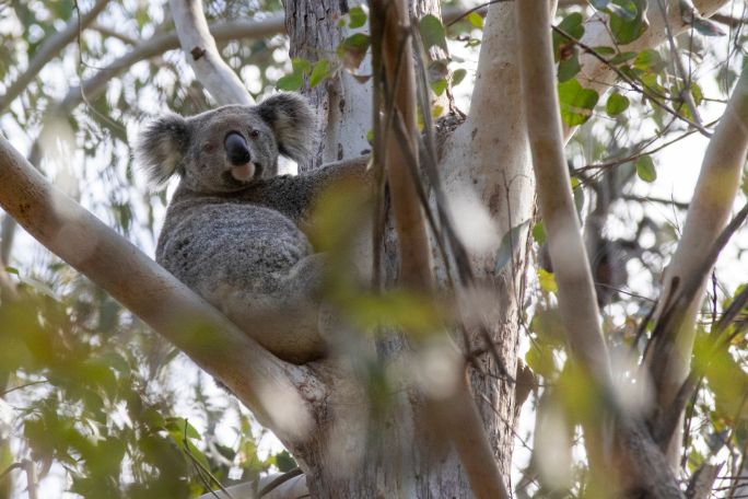 Sustainable Sanctuaries: Gum Trees, Koalas, and Biodiversity Bliss