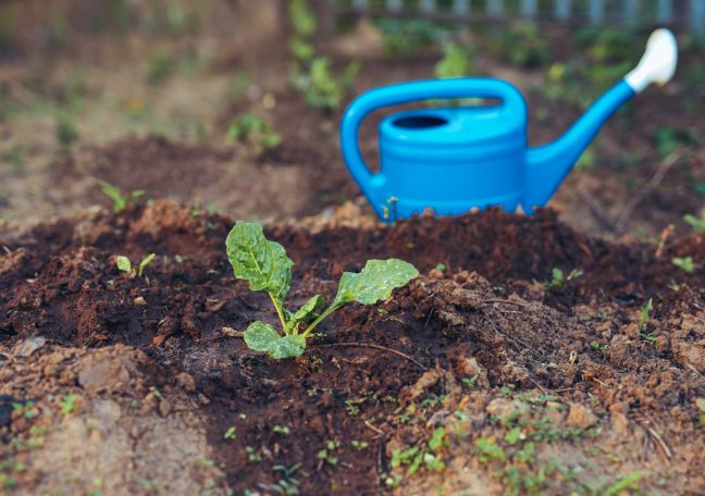 Schoolyard Species Survival