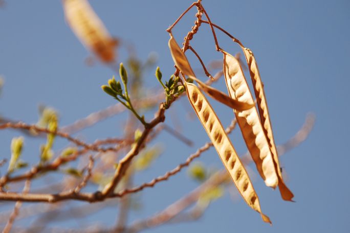 Traipsing Through Trees: Seed Pod Hunt