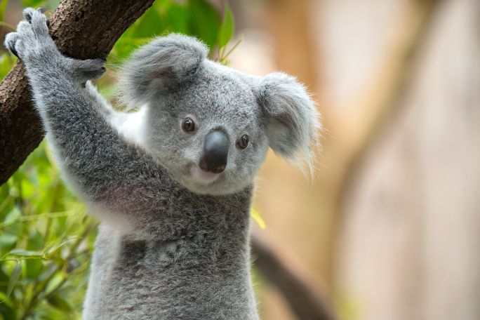 Writing About Animals and Climate Change