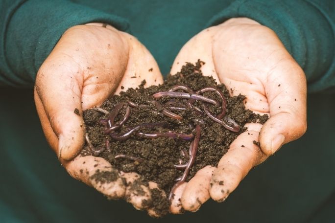 Species diversity in a compost bin