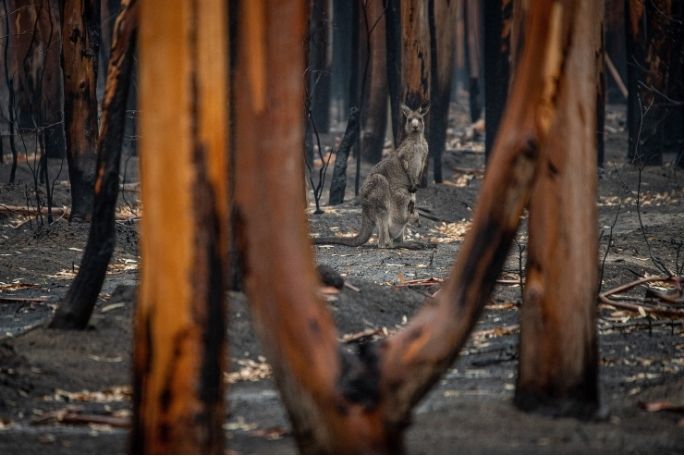 How Animals Respond To Bushfires - Science - English Years 7 to 10