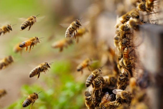 Love Food? Love Bees! - Powerful Pollinators