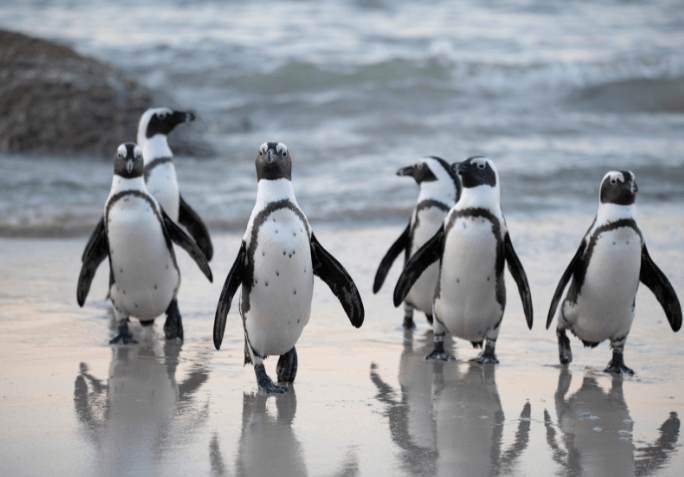 Event image for Penguin Awareness Day