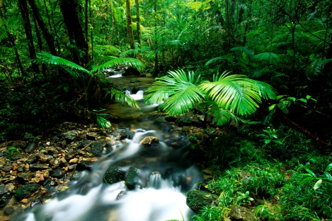 Event image for World Rainforest Day