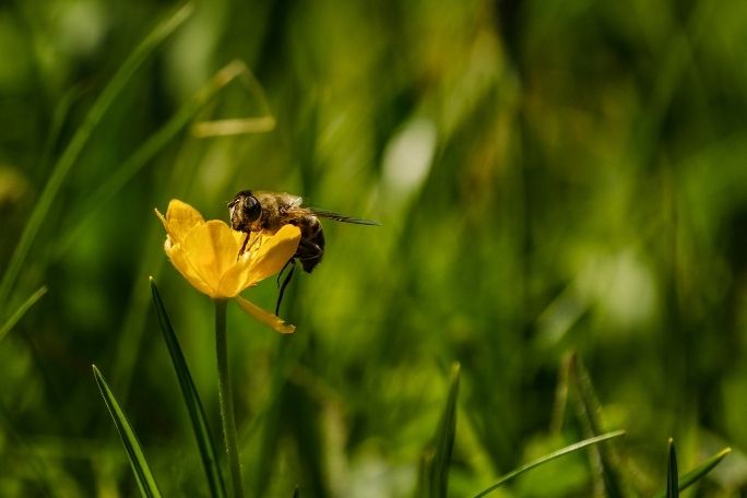 Love Food? Love Bees! - Taking Action for Food Security